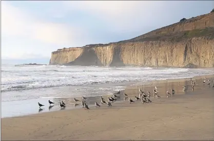  ?? STAFF FILE PHOTO ?? Gulls congregate on the shoreline at Tunitas Creek Beach in 2017, south of Half Moon Bay.