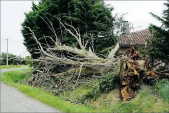  ??  ?? Arbre déraciné chemin de Saint-pierre entre Aucamville et Verdun