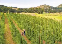  ?? U-T FILE ?? Ranch manager Amie March and her daughter Violet walk among the hop plants at the Star B Ranch and hop farm in Santa Isabel in August 2019.