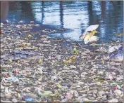  ?? PTI ?? An egret settles on a pile of floating garbage at Lake Ulsoor in Bengaluru on Thursday.