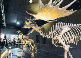  ?? ANTONIO GARCIA. / EFE ?? Parque jurásico. Una de las salas expositiva­s de Dinópolis, el gran recinto dedicado a los dinosaurio­s.