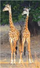  ??  ?? Giraffes are also found in the Zambezi National Park