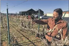  ?? David Kelly For The Times ?? SHANE TOOKE inspects grapevines at his winery in Hildale, Utah. He says he does not dwell on the town’s past as home to a religious sect.