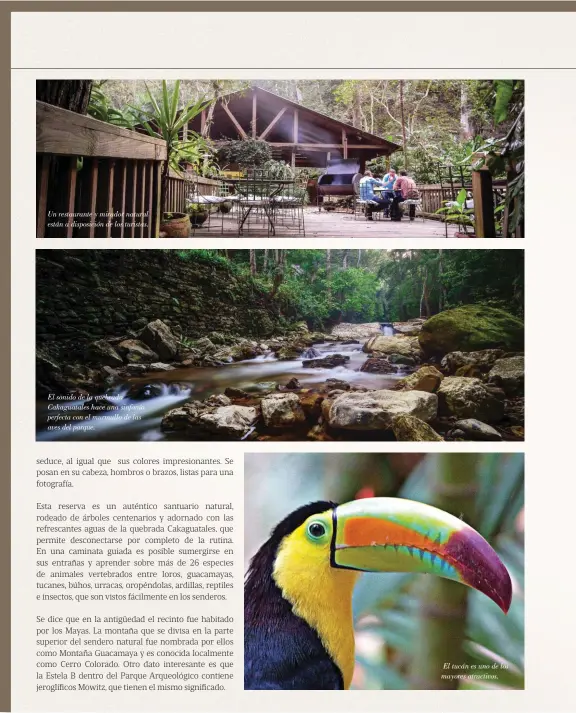  ??  ?? Un restaurant­e y mirador natural están a disposició­n de los turistas. El sonido de la quebrada Cakaguatal­es hace una sinfonía perfecta con el murmullo de las aves del parque. El tucán es uno de los mayores atractivos.