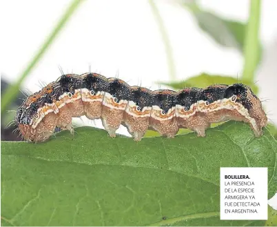  ??  ?? LA PRESENCIA DE LA ESPECIE ARMIGERA YA FUE DETECTADA EN ARGENTINA.