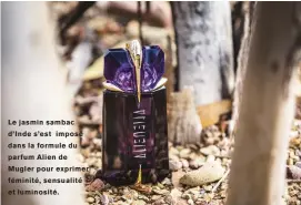  ??  ?? Le jasmin sambac d’inde s’est imposé dans la formule du parfum Alien de Mugler pour exprimer féminité, sensualité et luminosité.