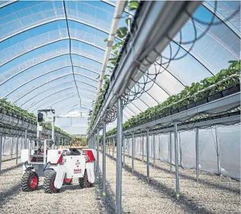  ??  ?? NEW IDEAS: A robot checks up on the progress of crops in a polytunnel.