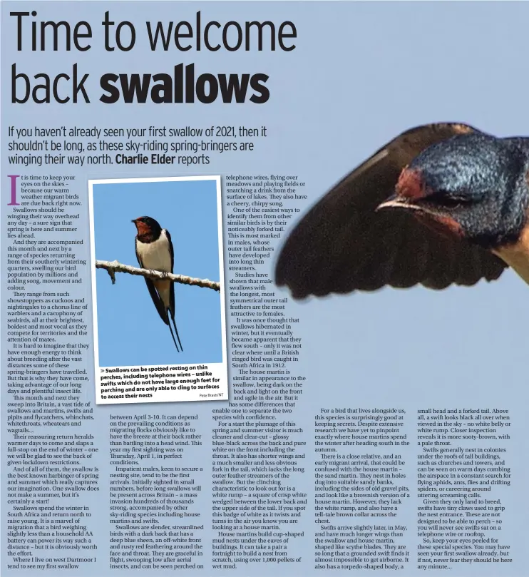  ?? Pete Brash/NT ?? on thin Swallows can be spotted resting telephone wires – unlike perches, including enough feet for swifts which do not have large to surfaces perching and are only able to cling to access their nests