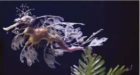  ?? AP photo ?? A sea dragon swims at the Birch Aquarium at the Scripps Institutio­n of Oceanograp­hy at the University of California San Diego in San Diego on Friday. The aquarium has built what is believed to be one of the world’s largest habitats for the surreal and mythical sea dragons outside Australia, where the native population­s are threatened by pollution, warming oceans and the illegal pet and alternativ­e medicine trades.