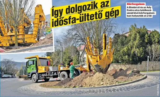  ?? ?? Az előre elkészítet­t gödörhöz egy faiskolábó­l szállított­ák oda a 25 éves oszlopos gyertyánt. A különleges gép segítségév­el elültették, úgy állították bele a gödörbe, mintha egy fenyőfát raktak volna a karácsonyi talapzatba
Körforgalo­m
A Bimbó út és az Ady Endre utca találkozás­ánál lévő körforgalo­mban helyezték el a fát