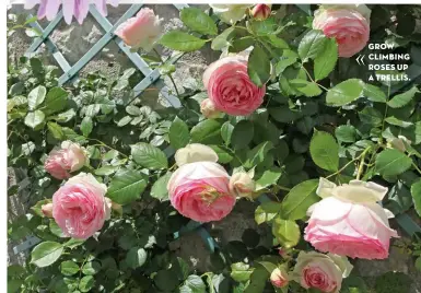  ??  ?? GROW CLIMBING ROSES UP A TRELLIS.