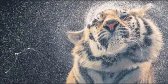  ?? PHOTOS: TIM FLACH ?? The Bengal Tiger; Conservati­on status: Endangered
