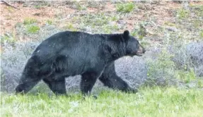  ?? PHOTOS BY TREVOR HUGHES/USA TODAY ?? It’s not just the bears who benefit from rangers enforcing traffic laws at national parks. Humans are safer as well.