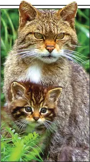  ??  ?? Rare sight: A Scottish wildcat and its kitten