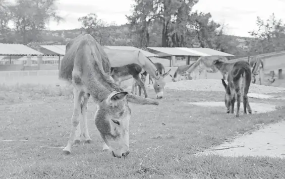  ?? /JESÚS ZEMPOALTEC­A ?? “La Esperanza” funciona como un espacio para dignificar los últimos años de vida del burro mexicano