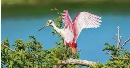  ?? Kathy Adams Clark ?? Roseate spoonbills reside throughout the year along Texas coastal and inland waterways. They are most common from spring to fall.