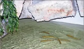  ??  ?? ABOVE: Trout swim in the artificial trout stream inside the Rome Floyd County ECO Center. The annual Trout Unlimited Trout Expo brought a large crowd to the facility Saturday.