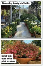  ??  ?? Bowl ‘em over with pink azaleas Blooming lovely daffodils