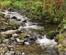  ??  ?? The Ross River flowing through Killavulle­n - it’s only our rivers run free, now.