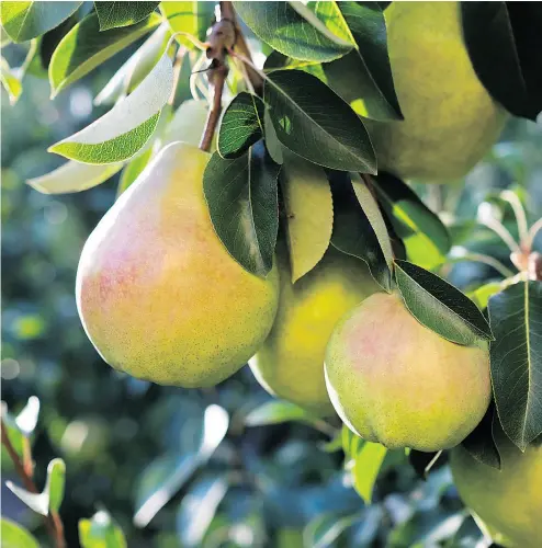  ??  ?? Cold Snap trees are less broad than standard pear trees and denser with fruit, which gives them a significan­tly higher yield: farmers can plant 1,000 Cold Snap trees per acre where only 200 Bartlett trees could fit.