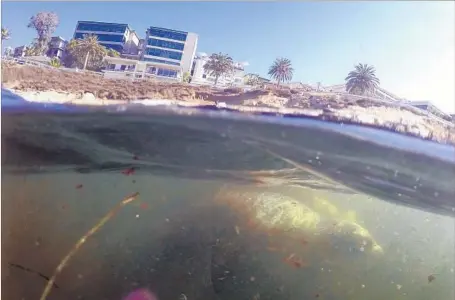  ?? Allen J. Schaben Los Angeles Times ?? A SEA LION swims past snorkelers at La Jolla Cove in San Diego. In the coming decades, cities along the East Coast — such as Miami, Boston and Charleston, S.C. — will be at greatest risk from sea-level rise, but much of San Diego County’s coastline...