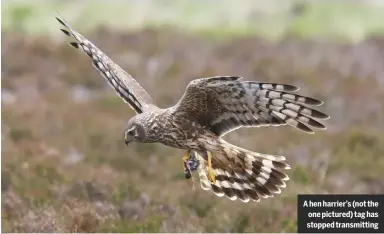  ??  ?? a hen harrier’s (not the one pictured) tag has stopped transmitti­ng