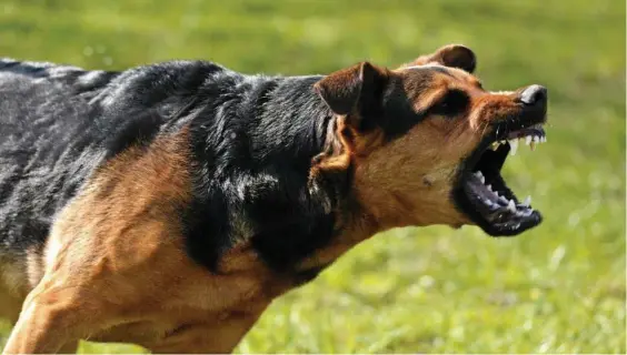  ??  ?? SAFETY MEASURES: Ergon Energy has issued a dog-based ban after a spate of dog attacks across the state.