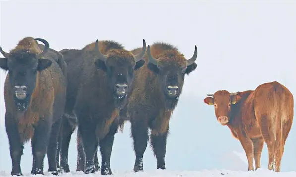  ??  ?? The domesticat­ed cow has spent the winter living with a herd of wild bison, which are believed to have kept it safe from wolves that prowl the Bialowieza Forest and surroundin­g area on the Polish-belarusian border