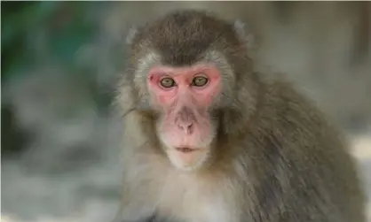  ?? Photograph: Takasakiya­ma Natural Zoological Garden ?? Nine-year-old female known as Yakei, pictured, has become the boss of a 677-strong troop of Japanese macaque monkeys at a nature reserve on the island of Kyushu in Japan.