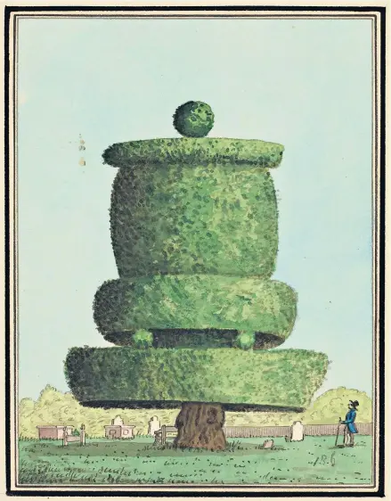  ?? ?? Topiary or not topiary: the Harlington Yew, 1820