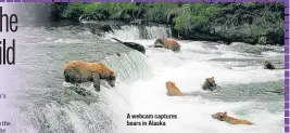  ??  ?? A webcam captures bears in Alaska