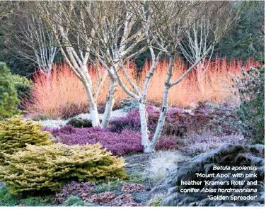  ??  ?? Betula apoiensis ‘Mount Apoi’ with pink heather ‘Kramer’s Rote’ and conifer Abies nordmannia­na ‘Golden Spreader’