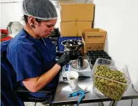  ?? ?? Jessica Owl, weighs True North Collective recreation­al marijuana during packaging at the firm’s Michigan site.