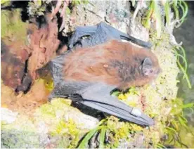  ?? Photo / Supplied ?? A survey to determine how long-tailed bats live alongside people will start in Cambridge this month.