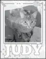  ??  ?? JUDY: This beauty has just finished raising her 7 kittens and is ready to enjoy a quiet life! Judy is independen­t and can be timid around new people. She tolerates her foster dog siblings, but would prefer if they stay on their side of the room. Judy doesn’t mind her foster cat siblings though. Her foster mom has been working with her to get used to being picked up and snuggled. She has come a long way since she first came to her foster mom! Judy would still prefer to sit next to you on the couch rather than on you. She is spayed, vaccinated and microchipp­ed. Call Sheyenne Valley Friends of Animals at 701-840-5047 or email jenni.svfa@gmail.com for more details.