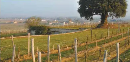  ?? JEAN AUBRY ?? Il demeure que dans le vignoble girondin, plus qu’ailleurs, viticultur­e et finance couchent dans le même lit.