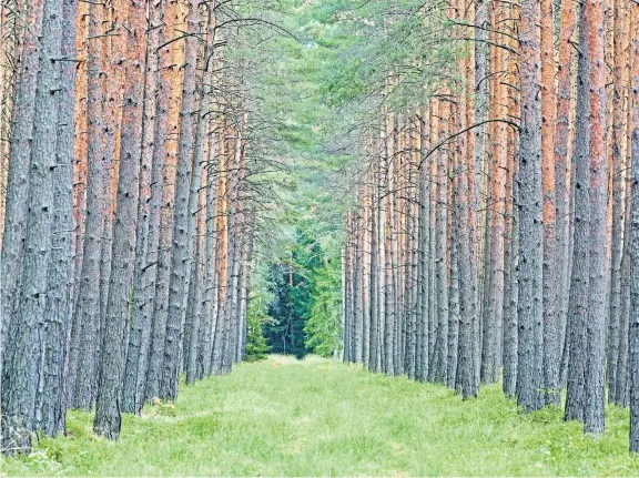  ??  ?? Public subsidies for landowners to create artifical enclosures of trees in Scotland could be doing more environmen­tal harm than good.