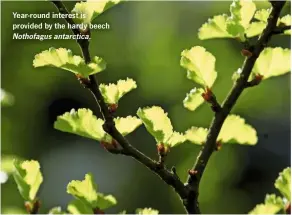  ??  ?? Year-round interest is provided by the hardy beech Nothofagus antarctica.