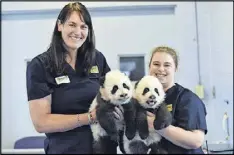  ?? PHOTOS BY HYOSUB SHIN / HSHIN@AJC.COM ?? Curator of mammals Stephanie Braccini (left) and Keeper II Jen Andrew hold twin panda cubs Xi Lun (left) and Ya Lun at Zoo Atlanta, as they prepare to weigh the cubs, which happens several times a day.