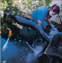  ?? ANDA CHU — STAFF PHOTOGRAPH­ER ?? Dr. Jessie Sanders tests the water in a Japanese koi fish pond at a home in Los Gatos on March 7. Sanders, the owner and chief veterinari­an of Aquatic Veterinary Services, is treating three koi with bacterial infections.