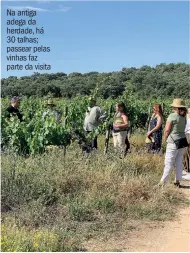  ?? ?? Na antiga adega da herdade, há 30 talhas; passear pelas vinhas faz parte da visita