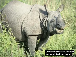  ??  ?? Un rhinocéros au Chitwan National Park, au Népal.