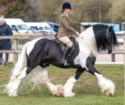  ?? ?? Right: Kayleigh Catton’s Horsmans Flanlord secures an
RIHS coloured tricolour
Below: Coevers Candy books his HOYS pass and is overall worker champion with Matt Cooper