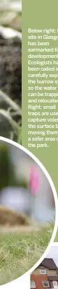  ??  ?? Below right: this site in Glasgow has been earmarked for developmen­t. Ecologists have been called in to carefully expose the burrow system so the water voles can be trapped and relocated. Right: small traps are used to capture voles at the surface...