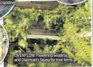  ??  ?? OVERFLOW: Flowering wisteria and Diarmuid’s favourite tree ferns