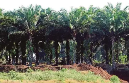  ??  ?? The government will reimburse the cess money that had been paid by settlers for the replanting scheme from rubber to oil palm from 2010 to 2016.