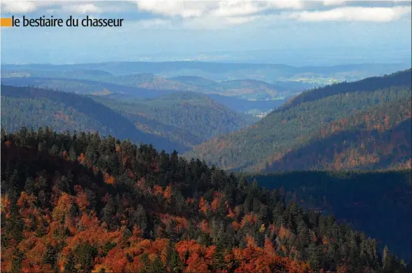  ??  ?? La forêt vosgienne (Hautes-Vosges). Pour vivre, le grand tétras a besoin d’une forêt vieille de plus de 120 ans, mais aussi variée.