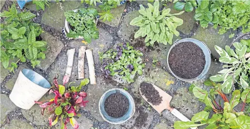  ??  ?? ● Work in progress: Our gardening guru, Agnes Stevenson, is busy assessing what must stay and what will go