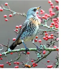  ??  ?? BERRY EATER These thrushes eat a lot of berries, but not of a great variety of types, studies have shown