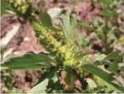  ??  ?? Amaranthus­hybridus.